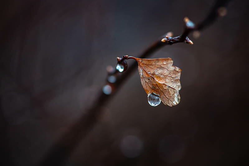 Macro Photography Guide by iPhotography.com