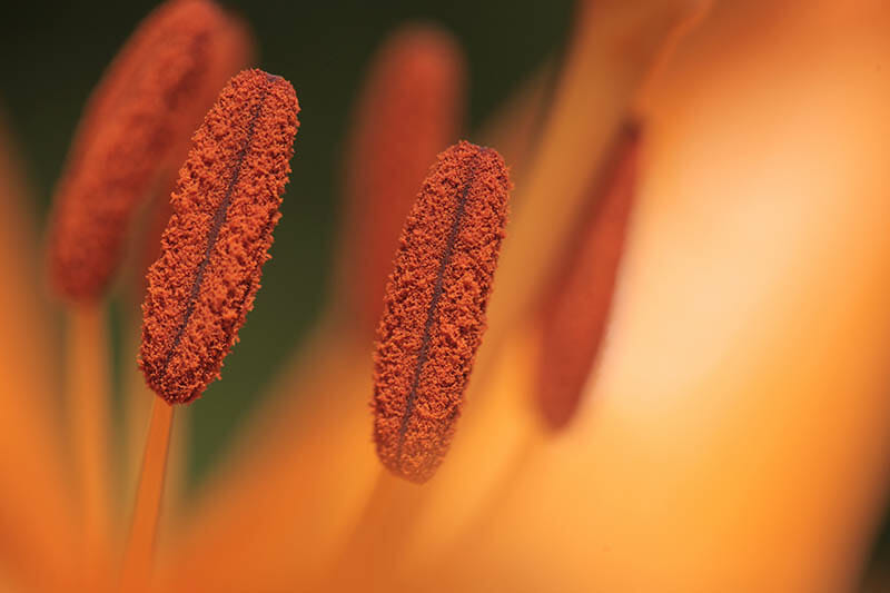 macro photography image 3