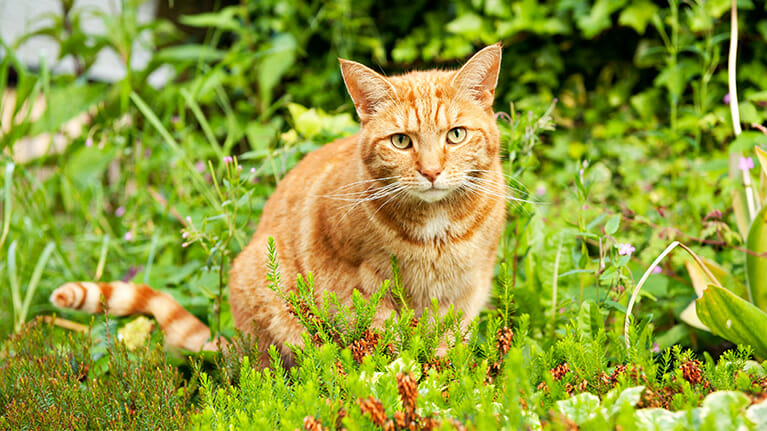 Cat Photos iPhotography Guide to Cat Photography Image 6
