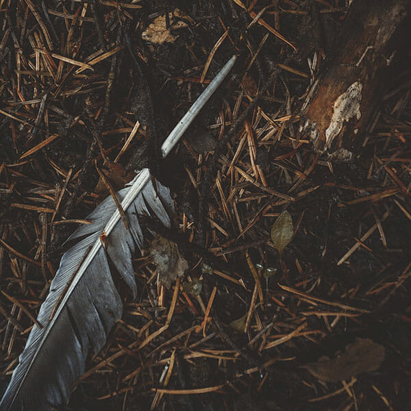 Woodland Photography Tips by iPhotography.com