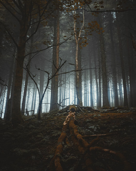 Woodland Photography Tips 18