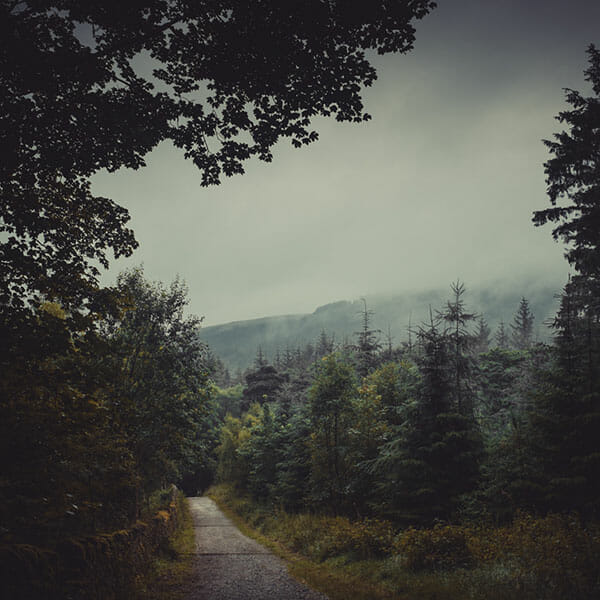 Woodland Photography Tips 8