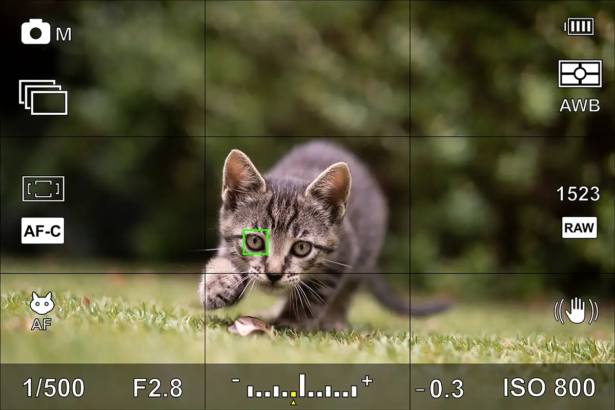 a cat running towards the camera through a camera screen