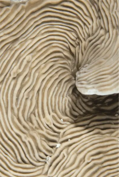 Abstract photograph