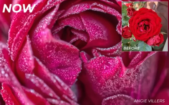 a close up of a pink rose covered in raindrops
