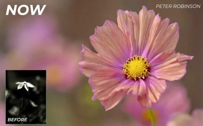 a pink flower