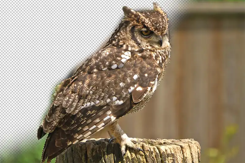 A brown owl sat on a wooden stump