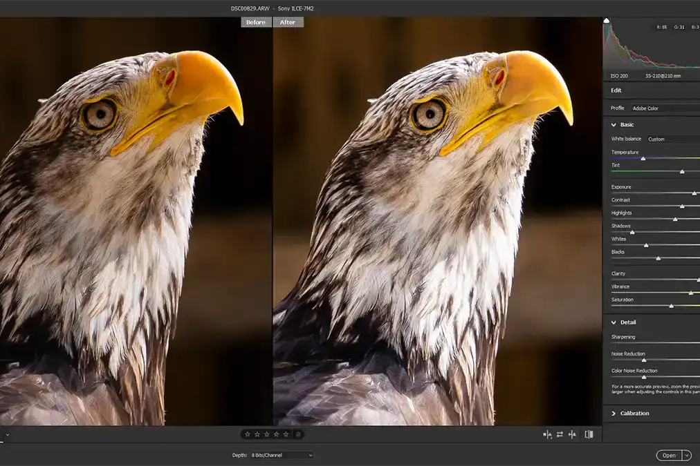 A before and after edited photo of an American Bald Eagle