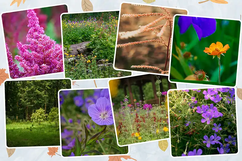 A photo collage of 8 pictures of flowers