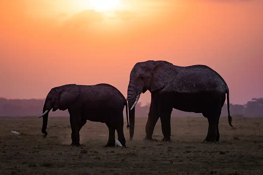 Two elephants silhouetted in the Kenyan sunset