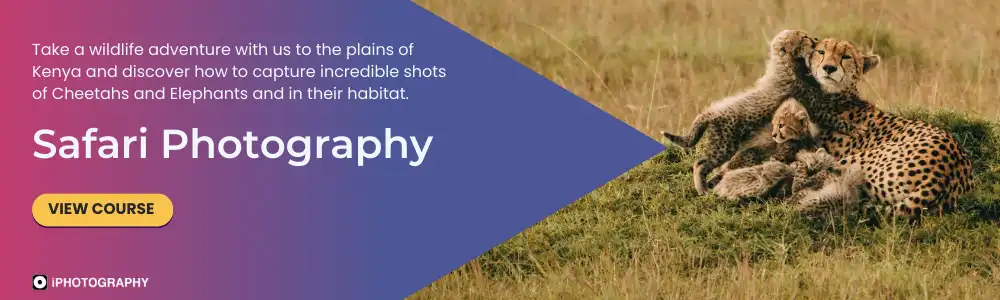 Safari Photography
