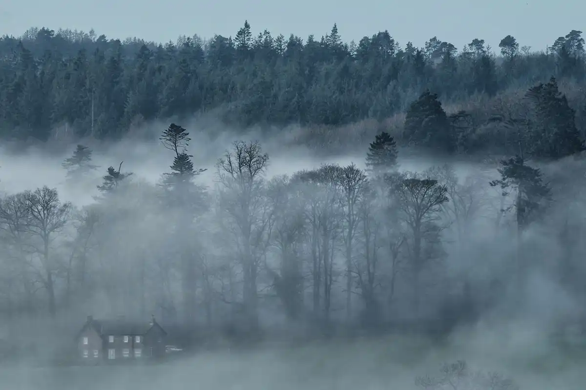 Shelley Neville Mist