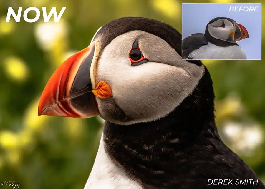 a puffin