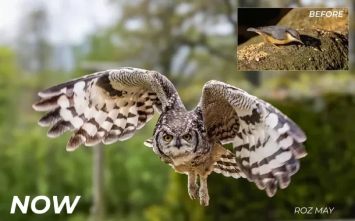 photo of an Owl in flight